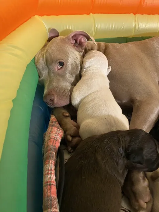 A R Animal Hospital Picture 2