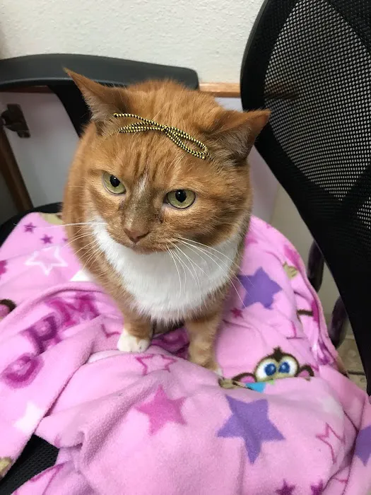 A R Animal Hospital Picture 10