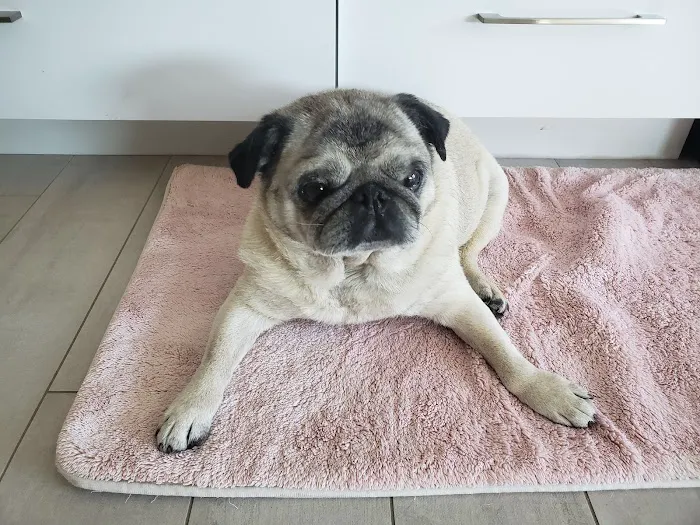 A R Animal Hospital Picture 8