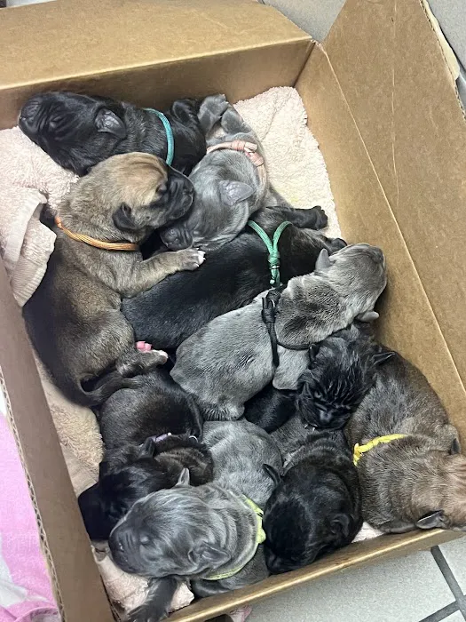 Angels' Care Animal Hospital Picture 2