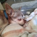 Angels' Care Animal Hospital