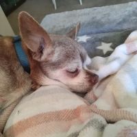 Angels' Care Animal Hospital ico
