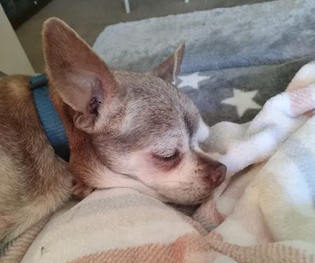 Angels' Care Animal Hospital