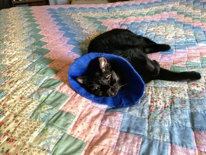 Angels' Care Animal Hospital Picture 5