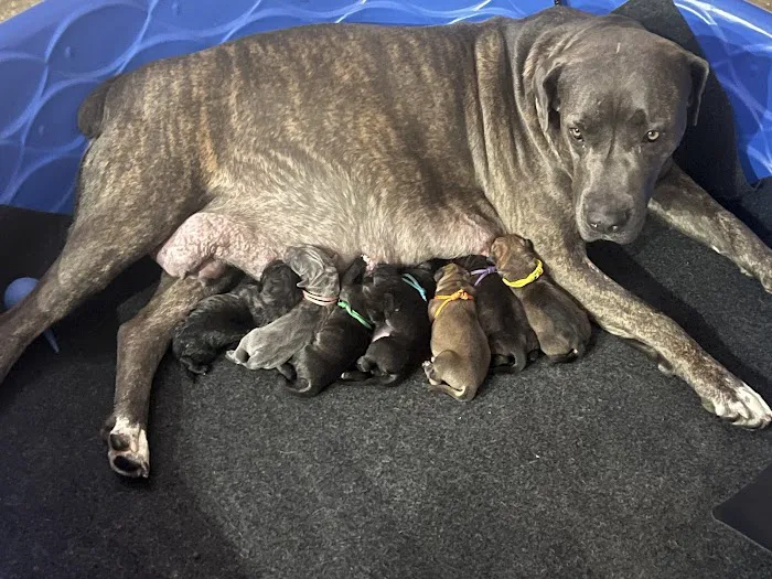 Angels' Care Animal Hospital Picture 4