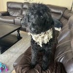 Rancho Mobile Veterinary Services