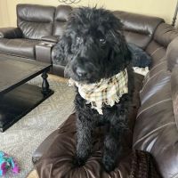 Rancho Mobile Veterinary Services ico