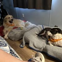 Banfield Pet Hospital ico