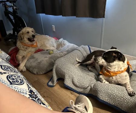 Banfield Pet Hospital