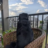 Rheem Veterinary Medical Hospital ico