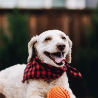 Monarch Veterinary Hospital ico