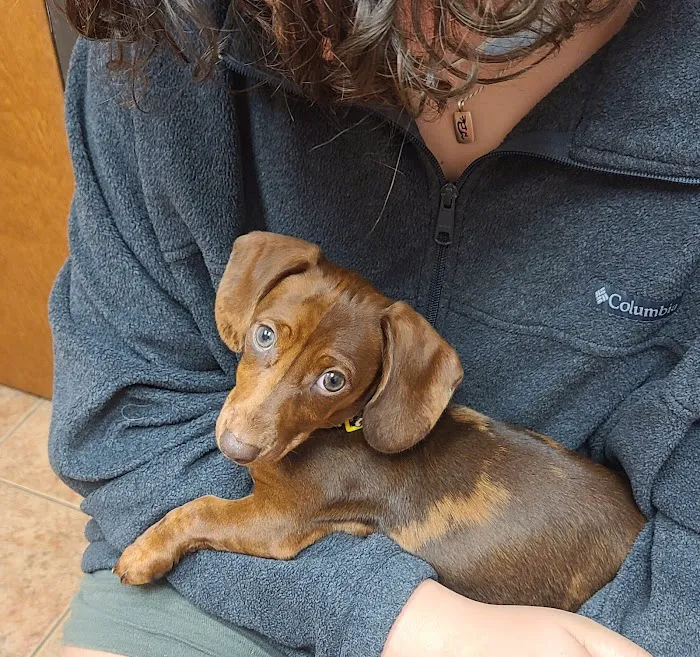 Animal Hospital of Celina Picture 4