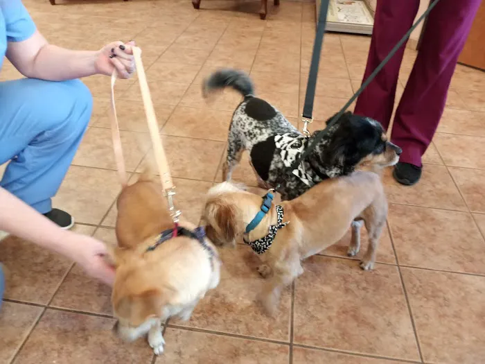 Animal Hospital of Celina Picture 8