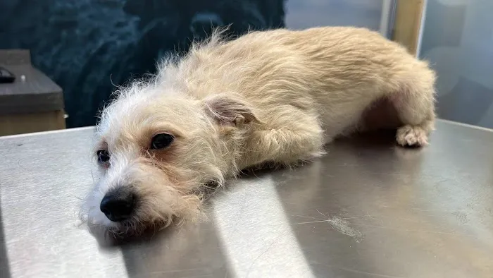 CityVet | McKinney Picture 4
