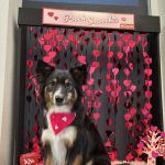 CityVet | McKinney