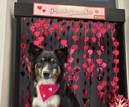 CityVet | McKinney