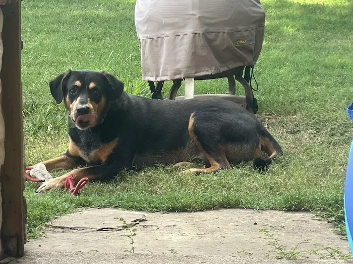 CityVet | McKinney Picture 7