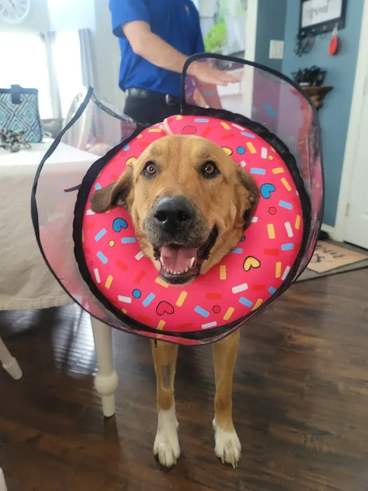 CityVet | McKinney Picture 8