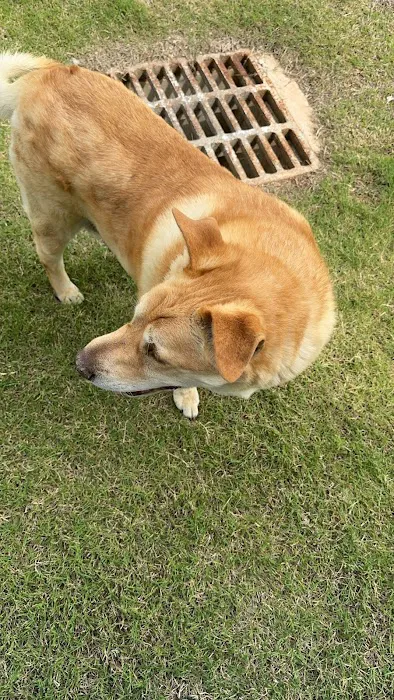 CityVet | McKinney Picture 6