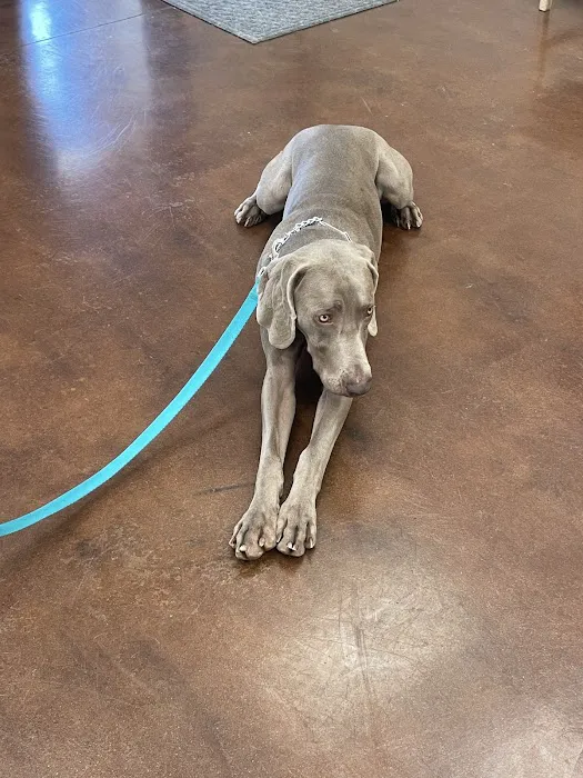 Mckinney Animal Hospital Picture 1