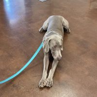 Mckinney Animal Hospital ico