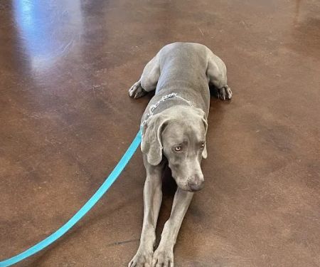 Mckinney Animal Hospital