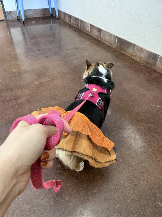 Mckinney Animal Hospital Picture 8