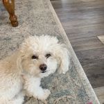 Virginia Parkway Pet Hospital