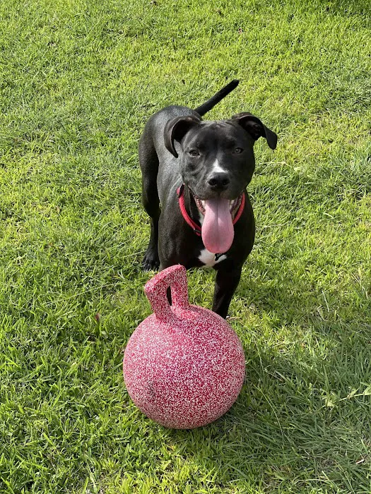 easyvet Veterinarian McKinney Picture 5