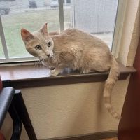 380 West Animal Hospital ico