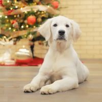 Texoma Veterinary Hospital ico