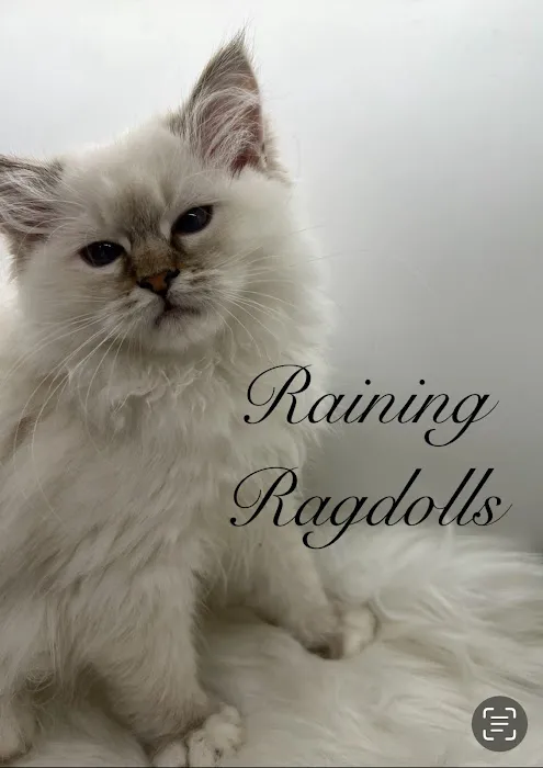Raining Ragdolls Picture 2