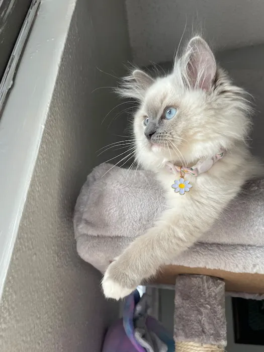 Raining Ragdolls Picture 4