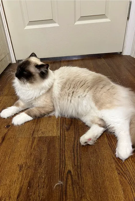 Raining Ragdolls Picture 5