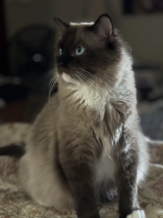 Raining Ragdolls Picture 3
