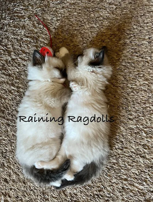 Raining Ragdolls Picture 1