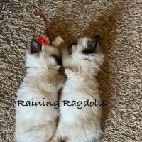 Raining Ragdolls ico