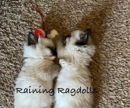 Raining Ragdolls