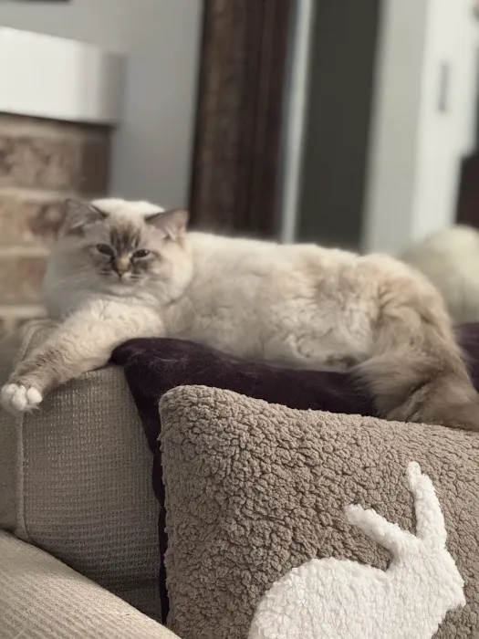 Raining Ragdolls Picture 6