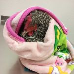Refinery Road Veterinary Clinic