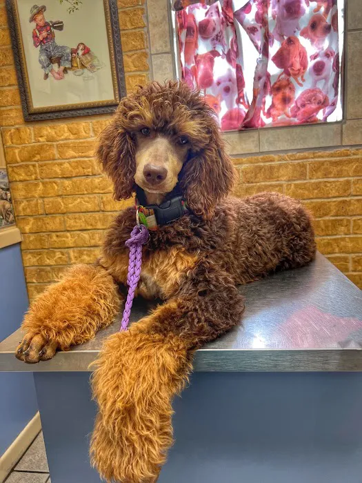 Refinery Road Veterinary Clinic Picture 9