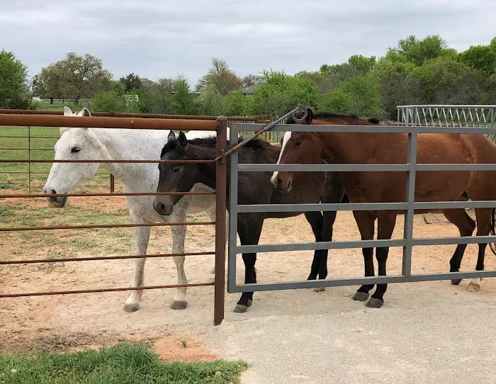 Brazos Equine Services Picture 4