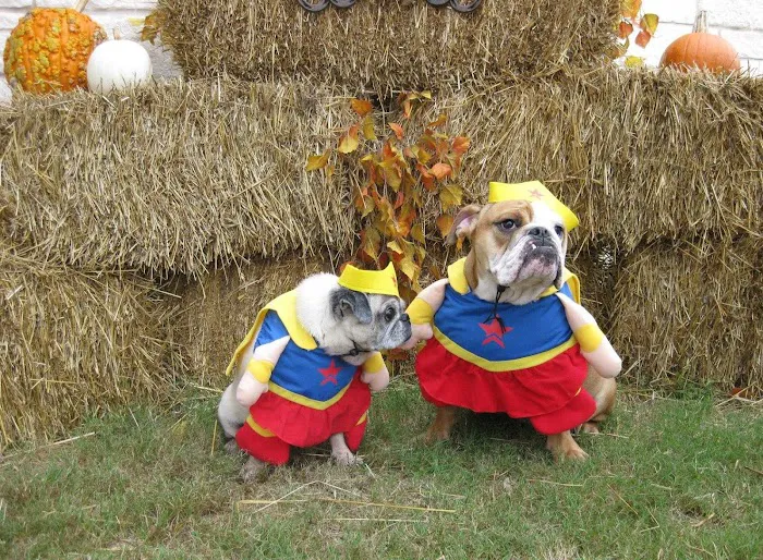 Cottonwood Creek Veterinary Hospital Picture 4