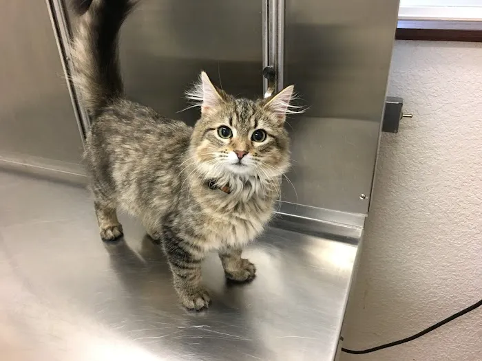 Cottonwood Creek Veterinary Hospital Picture 5