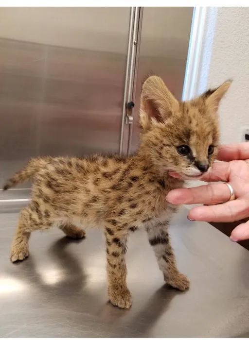 Cottonwood Creek Veterinary Hospital Picture 7