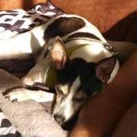 Animal Hospital of Waco ico
