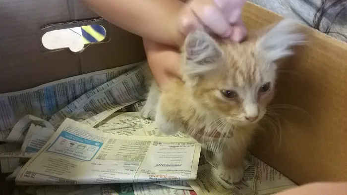 Animal Hospital of Waco Picture 5