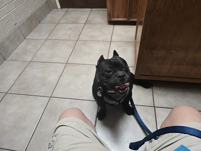 Animal Hospital of Waco Picture 4