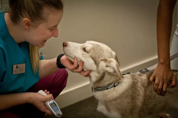 Animal Birth Control Clinic Picture 4