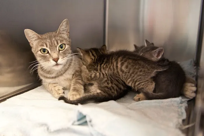 Animal Birth Control Clinic Picture 9